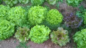 Insalata